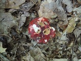 Russula vinacea image