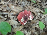 Russula vinacea image