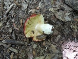 Russula vinacea image