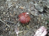 Russula vinacea image