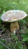 Tylopilus rubrobrunneus image