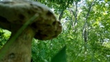 Tylopilus rubrobrunneus image