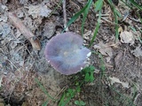 Russula mariae image
