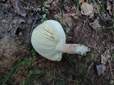 Russula mariae image