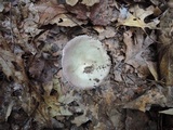 Russula mariae image