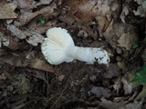 Russula mariae image
