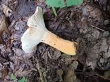 Lactifluus hygrophoroides image