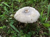 Amanita sect. Vaginatae image