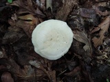 Leucopaxillus laterarius image