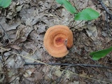Lactarius volemus image
