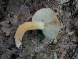 Lactarius volemus image