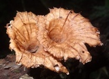 Cymatoderma caperatum image