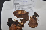 Phellinus gilvus image