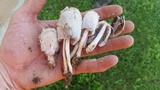 Coprinus calyptratus image