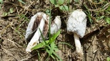 Coprinus calyptratus image