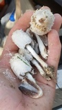 Coprinus calyptratus image