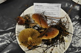 Pholiota velaglutinosa image