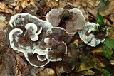 Hydnellum scrobiculatum image