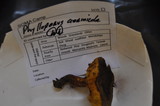 Phylloporus arenicola image
