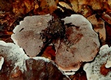 Hydnellum scrobiculatum image