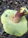 Boletus pallidoroseus image