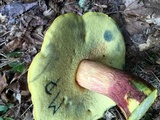 Boletus pallidoroseus image