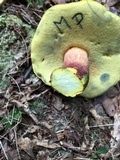 Boletus pallidoroseus image