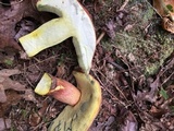 Boletus pallidoroseus image