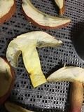 Boletus pallidoroseus image