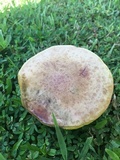 Boletus patrioticus image