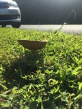 Boletus patrioticus image