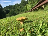 Boletus patrioticus image