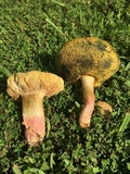 Boletus patrioticus image