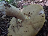 Boletus nobilis image