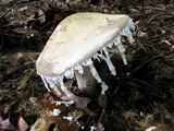 Amanita cinereoconia image