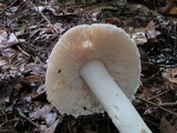 Amanita cinereoconia image