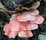 Byssomerulius incarnatus image