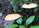 Tapinella atrotomentosa image