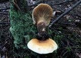Tapinella atrotomentosa image