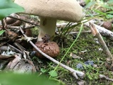 Caloboletus inedulis image
