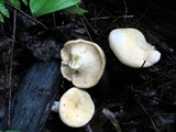 Hydnum repandum var. albidum image