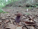 Tylopilus plumbeoviolaceus image