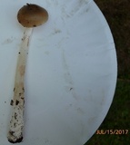 Amanita longicuneus image