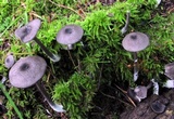 Entoloma violaceum image
