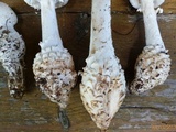 Amanita subcokeri image