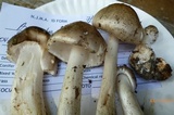 Amanita submaculata image