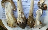 Amanita submaculata image