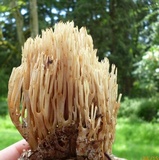Ramaria stricta image