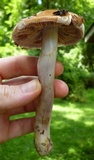 Cortinarius collinitus image