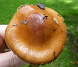 Cortinarius collinitus image